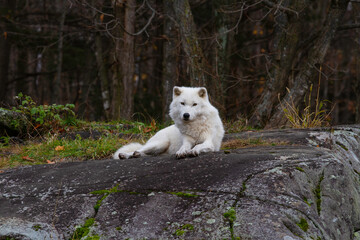 Arctic Wolf