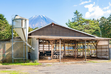 静岡県富士宮市朝霧高原　牧場の牛舎
