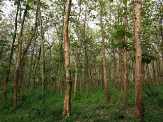 teak tree forest