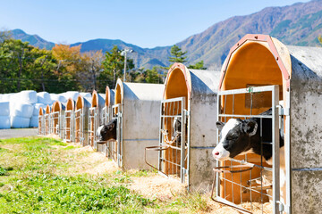 静岡県富士宮市朝霧高原　子牛の牛舎