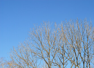 木　空　冬