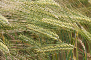 Closeup of wheat spikes bending with the wind at a field
