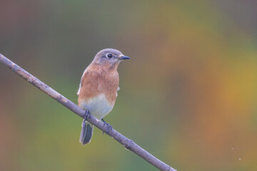 Fototapeta premium bluebird perched on a branch during fall. 