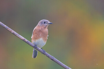 bluebird perched on a branch during fall. 