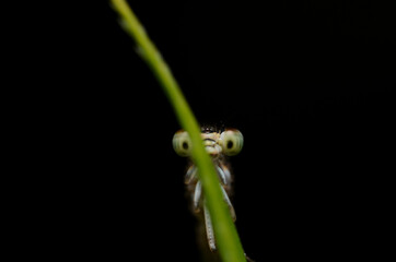 Close Up Eye dragonfly ( damselfly)
