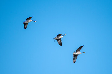 birds in flight