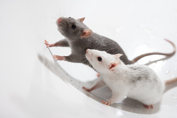 two rats on a white background