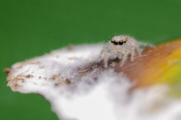 Close up macro jumping spider white
