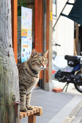 Obraz premium 看板猫