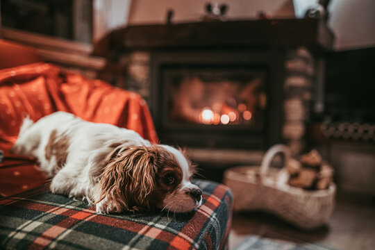 Cute Little Puppy Resting By The Fireplace at Home. Cavalier King Charles Spaniel baby dog sleeping, sitting, taking a nap by the cozy burning fireside in Swiss mountain chalet. Festive Cristmas