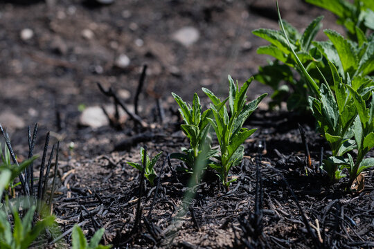 imagen de cordoba argentina de brotes dias despues de gran incendio en alta gracia zona observatoiro bosque alegre 
