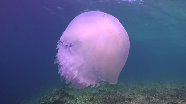White Jellyfish pulsating in the ocean. Wide angle shot of a white jellyfish pulsating over a tropical coral reef in the Philippines.