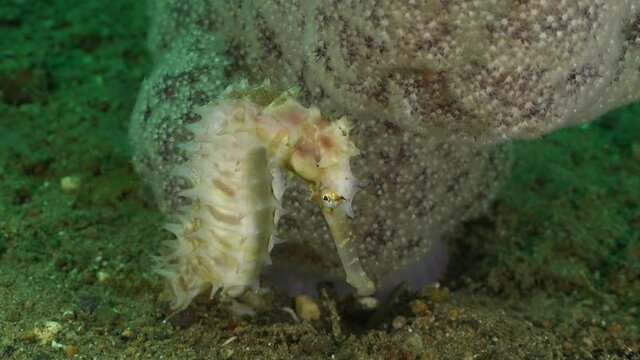 White thorny seahorse in front of pink soft coral. A wide shot of a white thorny seahorse in front of a pink soft coral on a sandy reef slope in the Philippines