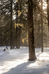 Sunlight on Moss Hanging on a Fir Tree in Snow-Covered Landscape