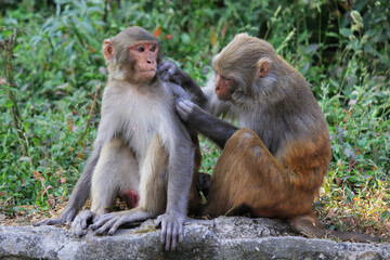 Fototapeta premium Rhesus Macaque (Macaca mulatta) monkeys lousing each other while sitting on stone in Swayambhunath Monkey temple in Kathmandu, Nepal
