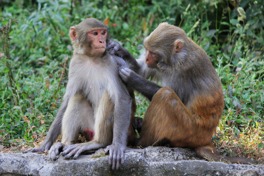 Rhesus Macaque (Macaca mulatta) monkeys lousing each other while sitting on stone in Swayambhunath Monkey temple in Kathmandu, Nepal