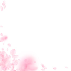 Sakura petals falling down. Romantic pink flowers 