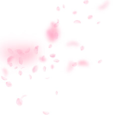 Sakura petals falling down. Romantic pink flowers 