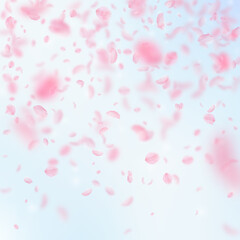 Sakura petals falling down. Romantic pink flowers 