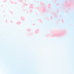 Sakura petals falling down. Romantic pink flowers 