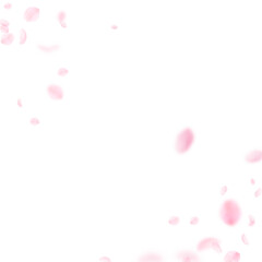 Sakura petals falling down. Romantic pink flowers 