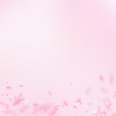 Sakura petals falling down. Romantic pink flowers 