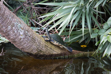 Turtle with moss on a log