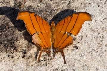 Ruddy Daggerwing Butterfly