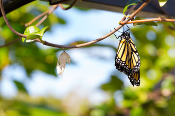 Monarch Butterfly after a chrysalis hatch