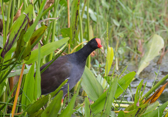Black Bird with Red On Head