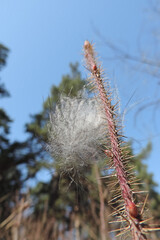 A delicate feather caught on rosehip thorn