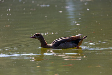 Young egyptian goose swimming in lake