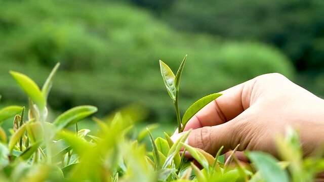 Close up of Women Hand harvesting tea leaves in organic tea plantation on a sunny day.