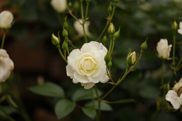Lovely white rose blooms with dark and moody bokeh background