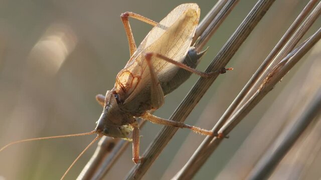 Bush cricket in late autumn evening light chirping on grass stem