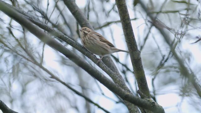 Single lark skylark catching bugs on tree bush autumn migration