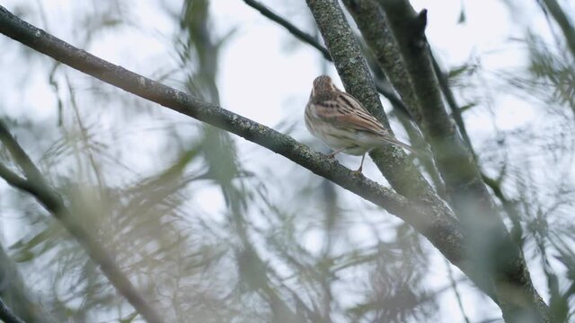 Single lark skylark catching bugs on tree bush autumn migration