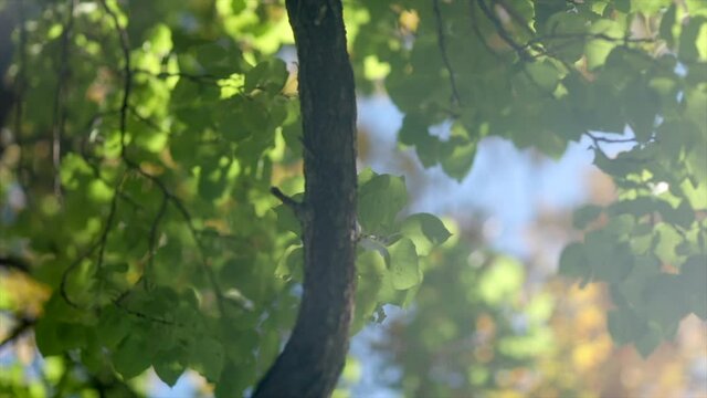 sunlight in the forest