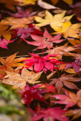 水面を埋めるモミジ