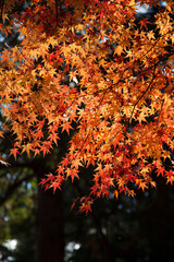 赤く燃えるモミジの木