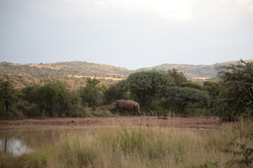 View of a white Rhino walking along small water with mountain and bushland during Spring in  Pilanesberg National Park, South Africa