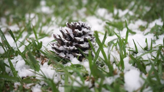 Pine cones with snow falling on the grass