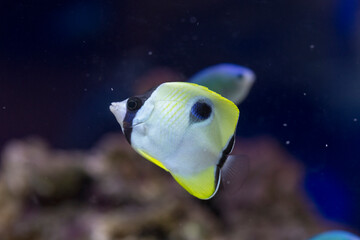 イッテンチョウチョウウオ