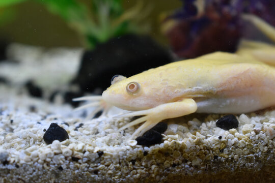 Albino African Clawed Frog In Aquarium