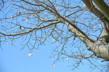 Silk floss tree, ceiba speciosa, in spring. Leafless branches, cottony fruits