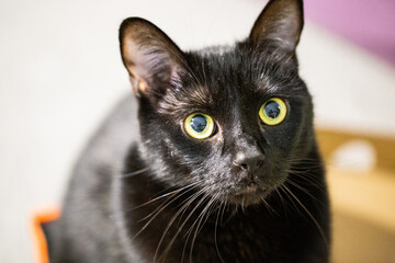 Gros plan sur le visage d'un chat noir avec des yeux jaunes