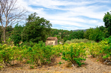 Fototapeta na wymiar provencal landscape on a hot summer day