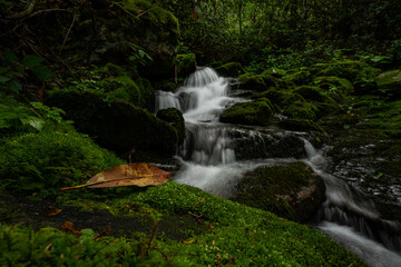 Water Rushing Through Forest