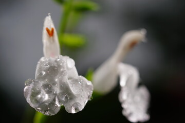 雨上がりの煌めく水滴が美しい白色のセージの花