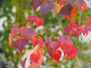 ナンキンハゼの紅葉